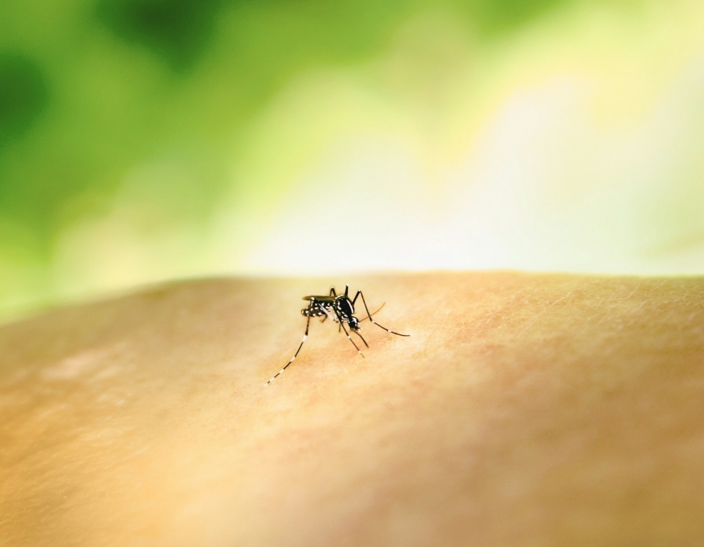 moustique pour illustrer les traitement insecticides et leur impact santé et air intérieur